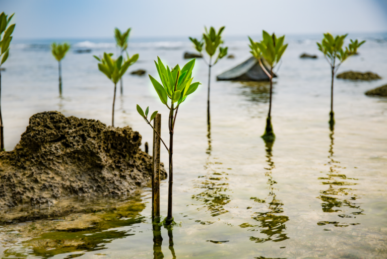 Replanting The Mangroves, A Local Initiative We Are Proud To Support